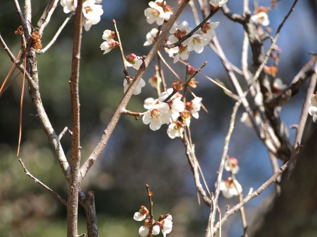 六つ目、白加賀（しろかが）です。