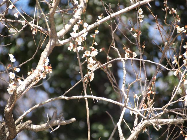 七つ目、野梅（やばい）です。<br />これで七福神がそろいました。