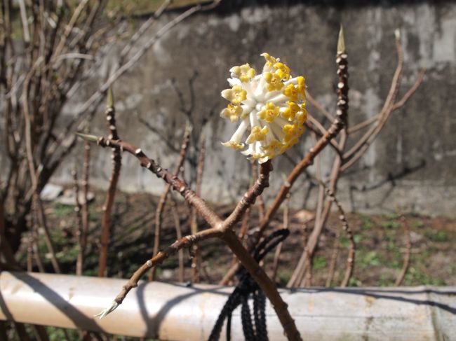 ブータンのみつまたです。