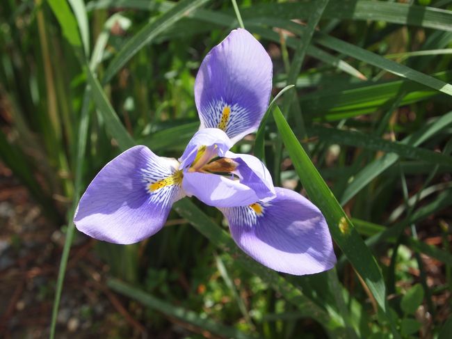 寒あやめです。