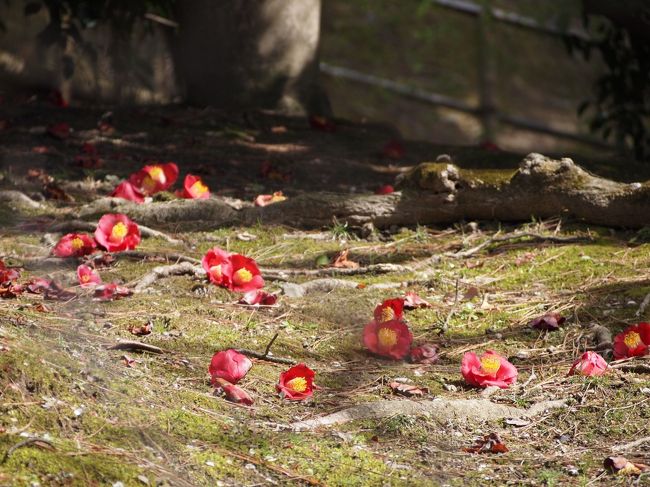 椿の花が、きれいに散っています。