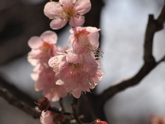 梅のアップで、中野美術館に行きます。