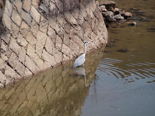 蛙股池に、白鷺でしょうか、鳥がいます。