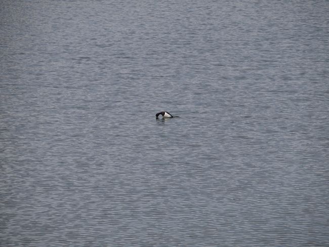 このような鳥さんもいます。<br />餌となる小魚を見つけたのでしょうか、この後潜ってちょっとの間、水中から出てきませんでした。