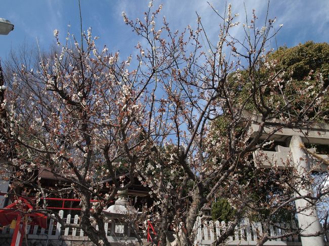 白梅もあります。