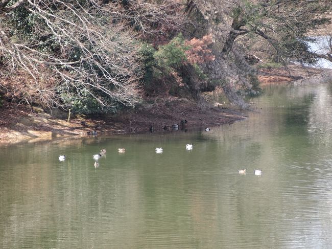 この辺りには、鳥さんが集まっています。