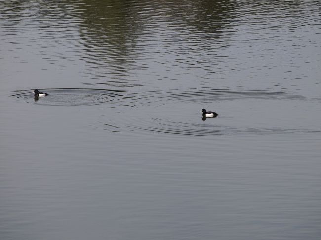 もぐりの上手な、鳥さんも。