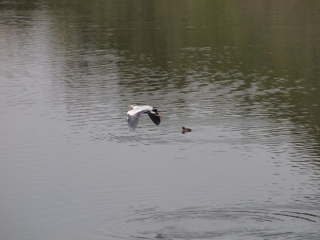その上を、先ほどの白鷺が滑空します。<br />これから、蕎麦屋にいきます。