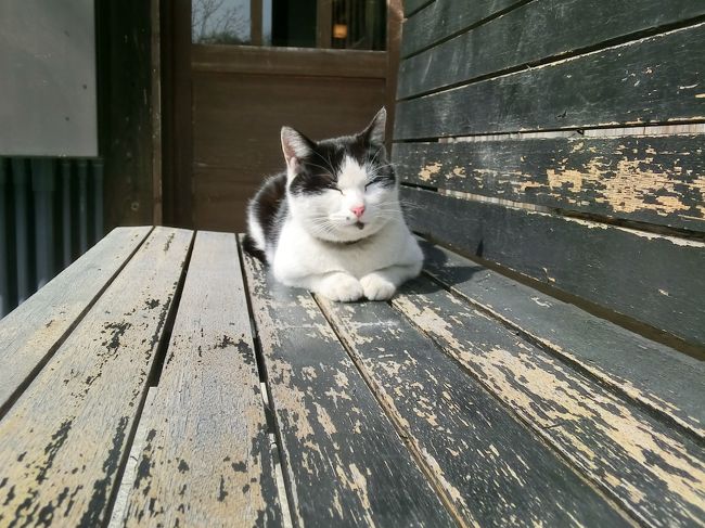 さっきの猫ちゃん。<br /><br />日向ぼっこして気持ち良さそうね。