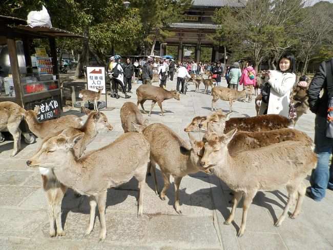 東大寺に近づくにつれ<br />大仏様をお守りする鹿さん達の数が<br />急増してきたのｵｵｰw(*ﾟoﾟ*)w