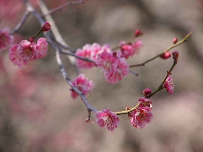 ☆偕楽園の梅☆ 見頃を迎えたのでおでかけ～！今年は、梅以外も楽しんじゃった～！』水戸(茨城県)の旅行記・ブログ by こあひるさん【フォートラベル】