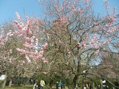 偕楽園は今が見頃らしく、梅が満開だった。
でも家族連れ or カップルだらけで、一人旅にはものすごく不向きだと思った･･･