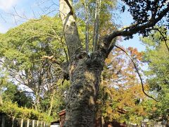 春日大社表参道から国立博物館のほうへ向かう途中に、参道沿いで見つけたムクロジという樹。
そばに立ててあった説明板によると「樹高15.5m　幹周4.58m（地上1.3m）日本では中部以西の山野に自生し、春日山にも多く生えている。果皮には大量のサボニンが含まれるため、かつて石鹸としても利用されていた。種子は正月の羽根突きの玉や数珠に使われた。」

説明には触れられてないんですが、ムクロジの真ん中から上に、竹（笹？）が生えてるんですよね。
ちょうど3年前に梅を見に来た時にも同じ樹の写真を撮ってたんですが、見比べてみると、竹の本数が倍以上に増えてることがわかりました！
ムクロジに悪影響はないんでしょうかね？