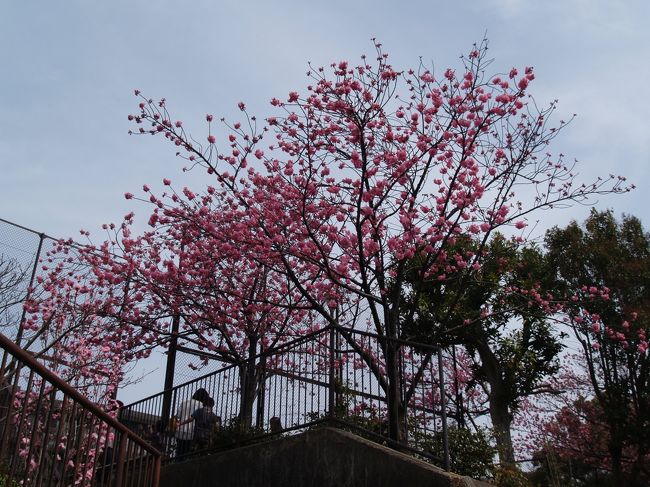 桜台公園の横浜緋桜（横浜市港南区東永谷1）』戸塚・いずみ野・港南台