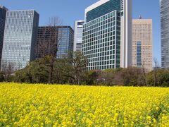 こんなに一面に菜の花畑ですが、すぐそこは汐留のビル群です。
お花畑とコンラッド。