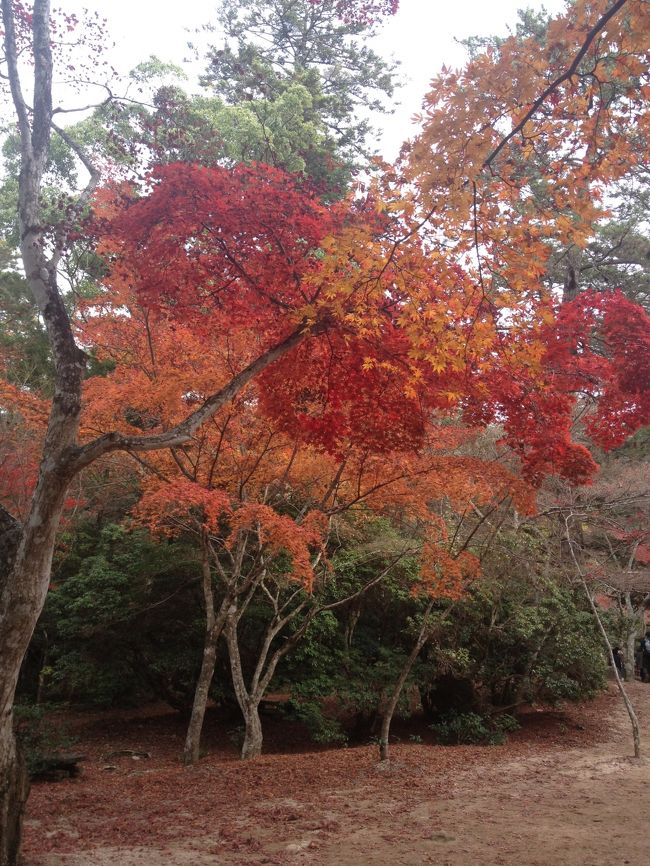 紅葉台で、紅葉を堪能。