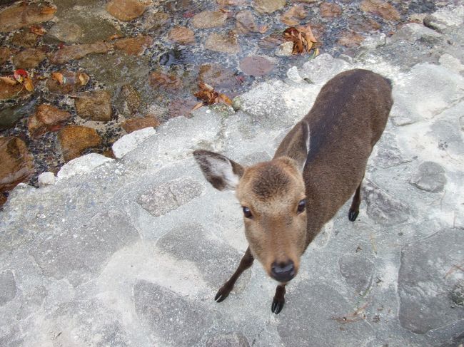 鹿と散歩をしながら、紅葉台へ。<br />途中、できたてのもみじ饅頭をいただく。<br /><br />「温かくて、美味しい！」