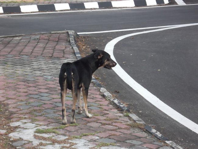 ペナンのわんこに遭遇。