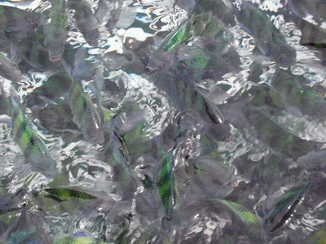 ポンツーンからパンを投げると魚が気持ち悪いぐらいうじゃうじゃ寄ってきます。