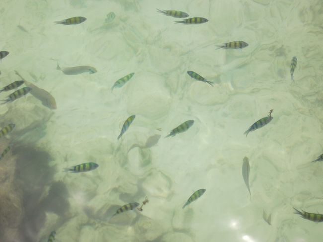 浅瀬でも魚がいっぱい。