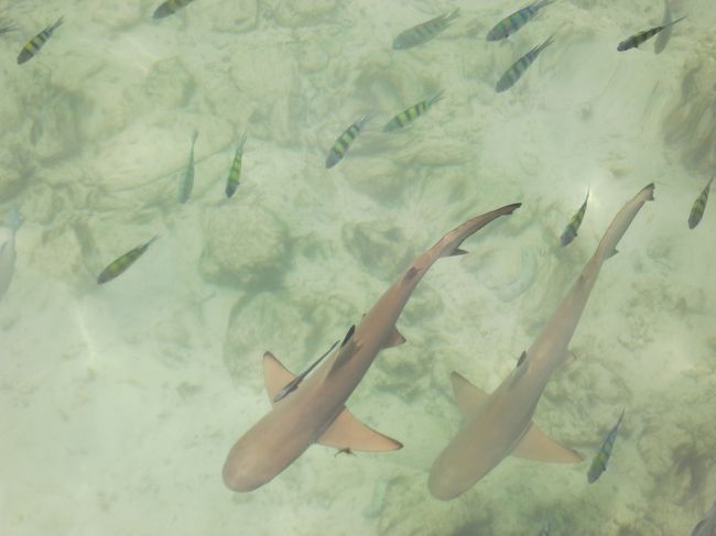 そしてサメの赤ちゃんもいっぱい。でもぜんぜん怖くありません。一緒に泳げちゃいます。