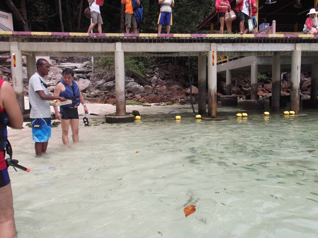 おじさんがサメの餌付けをしています。大人しいサメちゃんたちでしたが、おじさんが投げた肉に食いつくサメたちを見て、やっぱり彼らは肉食だったんだな…と改めて気付かされました。