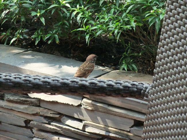 自然がイッパイだよ！