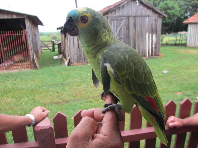 家の前の大木に来る<br />「ローロちゃ〜ん」と呼べば飛んで来る<br />指にとまって可愛いよ〜<br />でも野生だからエサをあげたり等はしない