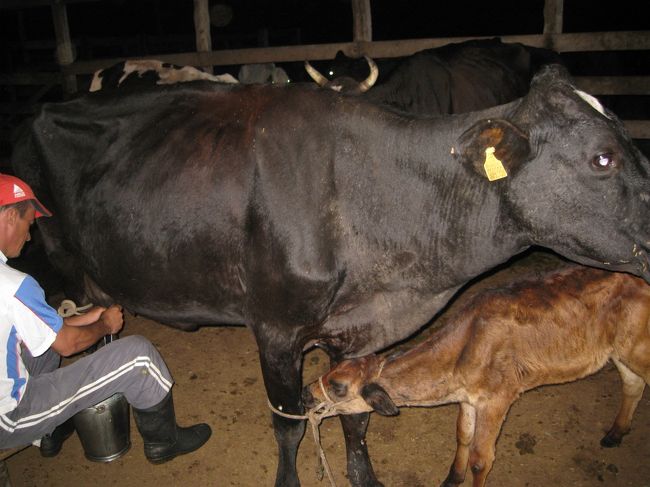 午前４時半から始まる搾乳