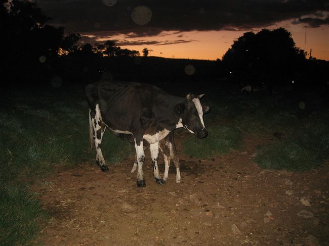 搾乳終了で子牛を返す<br />夜明け間近