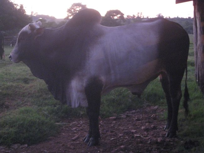 雄牛は怖いよー！<br /><br />でも君のおかげで乳牛・肉牛合わせて３００頭に増えたんだ