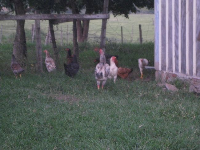 牧場を走り回るニワトリ<br />フランゴ・カイピーラは最高に旨いぞ！