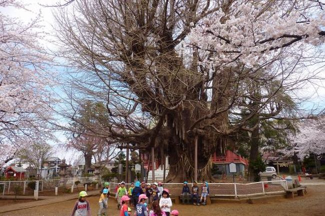 千葉寺 1300歳の老銀杏 そして桜と子供 千葉市 千葉県 の旅行記 ブログ By Bellaさん フォートラベル 千葉寺 1300歳の老銀杏 そして桜と子供 千葉市 千葉県 の旅行記 ブログ By Bellaさん フォートラベル