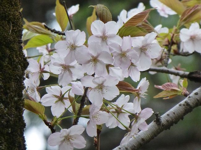 小金井公園に小金井薄紅桜見に行ったら 神代薄紅桜 も見つけてラッキー 国分寺 小金井 東京 の旅行記 ブログ By Yo Haiさん フォートラベル