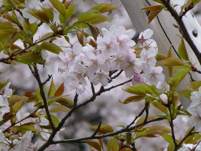 小金井公園に小金井薄紅桜見に行ったら 神代薄紅桜 も見つけてラッキー 国分寺 小金井 東京 の旅行記 ブログ By Yo Haiさん フォートラベル