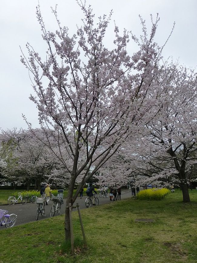 小金井公園に小金井薄紅桜見に行ったら 神代薄紅桜 も見つけてラッキー 国分寺 小金井 東京 の旅行記 ブログ By Yo Haiさん フォートラベル