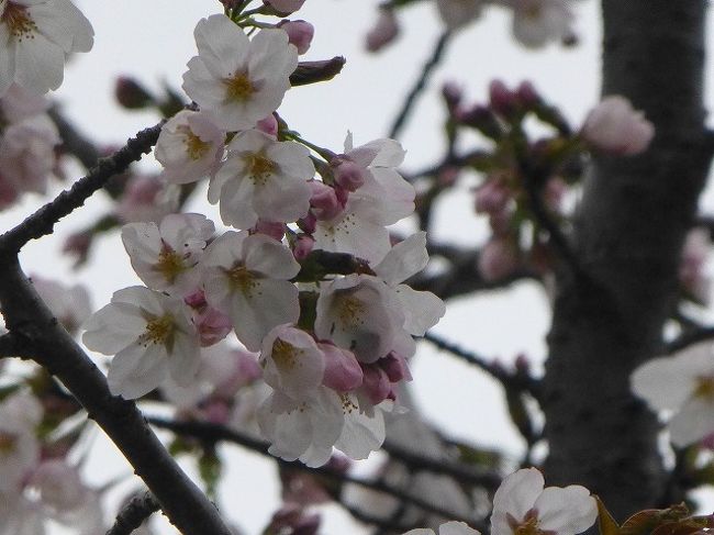 小金井公園に小金井薄紅桜見に行ったら 神代薄紅桜 も見つけてラッキー 国分寺 小金井 東京 の旅行記 ブログ By Yo Haiさん フォートラベル