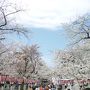 西伊豆（土肥）周辺旅　桜スポット