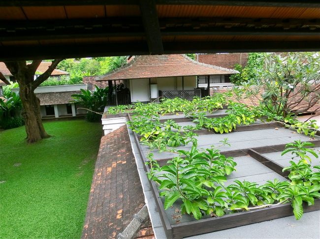 部屋のバルコニーからこんな景色が見えます。タマリンドの木。屋根ではニャンコたちが気持ちよさそうに日光浴してました。