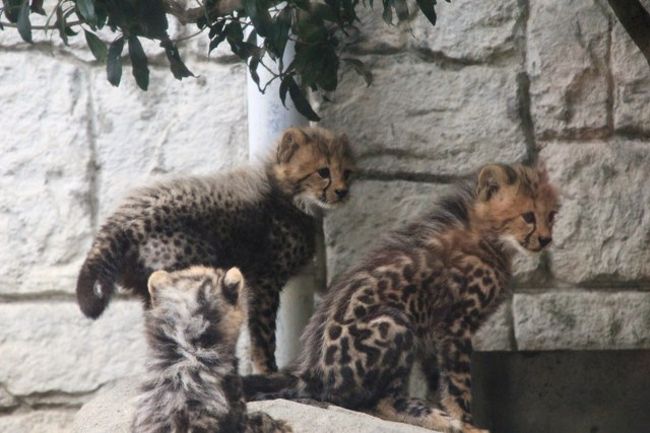 かわいすぎる キングチーターの赤ちゃん誕生 多摩動物公園 日野 昭島 東京 の旅行記 ブログ By Kittyさん フォートラベル