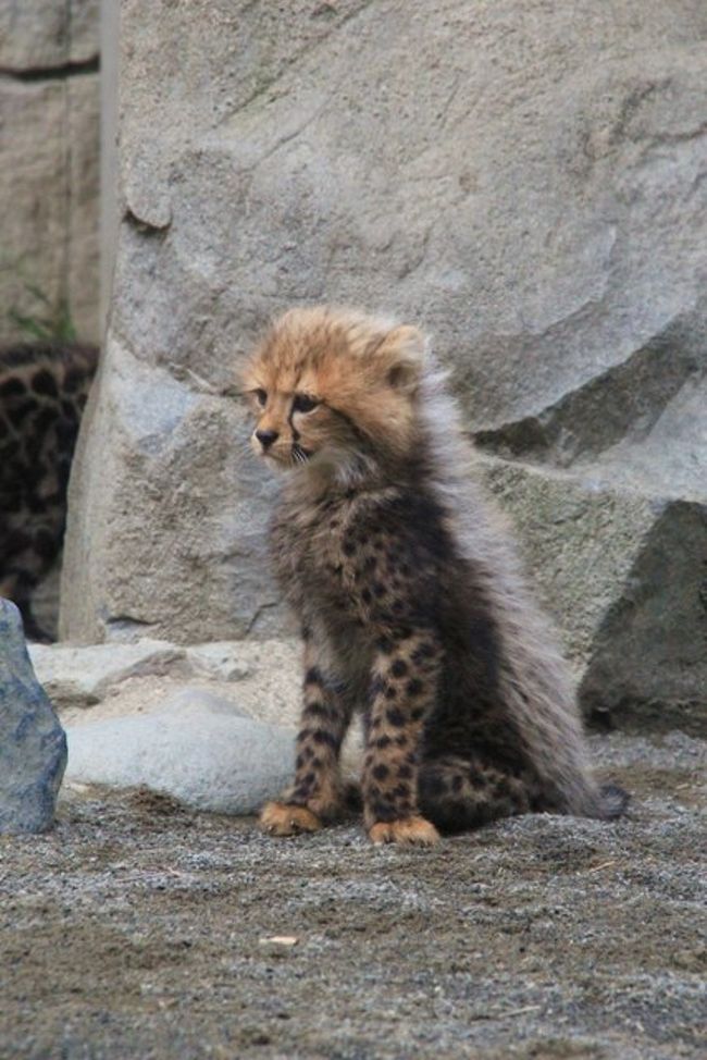 かわいすぎる キングチーターの赤ちゃん誕生 多摩動物公園 日野 昭島 東京 の旅行記 ブログ By Kittyさん フォートラベル