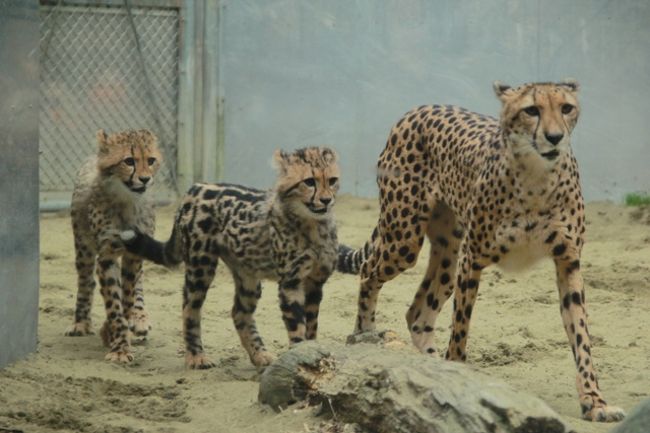 かわいすぎる キングチーターの赤ちゃん誕生 多摩動物公園 日野 昭島 東京 の旅行記 ブログ By Kittyさん フォートラベル かわいすぎる キングチーターの赤ちゃん誕生 多摩動物公園 日野 昭島 東京 の旅行記 ブログ By Kittyさん フォートラベル