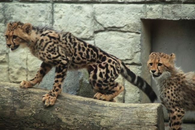 かわいすぎる キングチーターの赤ちゃん誕生 多摩動物公園 日野 昭島 東京 の旅行記 ブログ By Kittyさん フォートラベル
