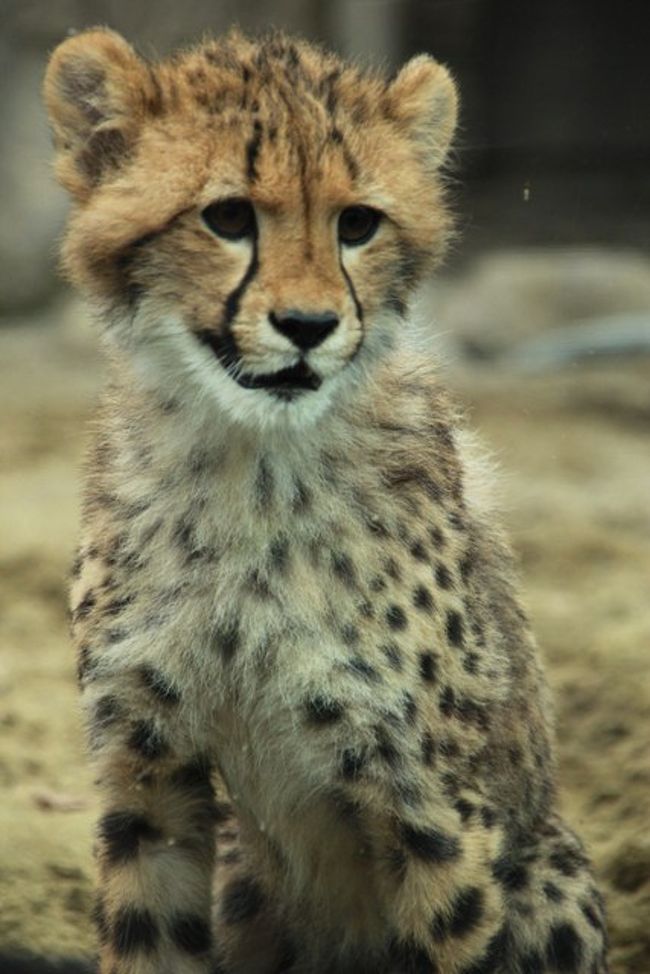 かわいすぎる キングチーターの赤ちゃん誕生 多摩動物公園 日野 昭島 東京 の旅行記 ブログ By Kittyさん フォートラベル