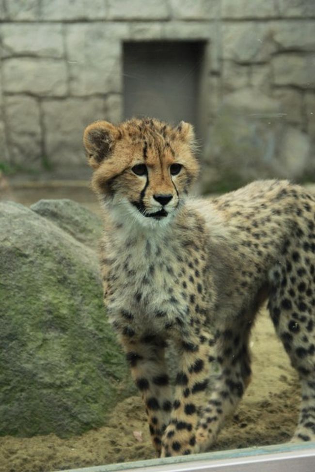 かわいすぎる キングチーターの赤ちゃん誕生 多摩動物公園 日野 昭島 東京 の旅行記 ブログ By Kittyさん フォートラベル