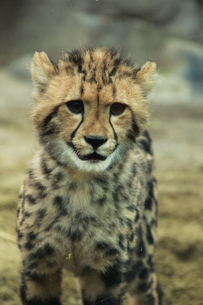 かわいすぎる キングチーターの赤ちゃん誕生 多摩動物公園 日野 昭島 東京 の旅行記 ブログ By Kittyさん フォートラベル かわいすぎる キングチーターの赤ちゃん誕生 多摩動物公園 日野 昭島 東京 の旅行記 ブログ By Kittyさん フォートラベル