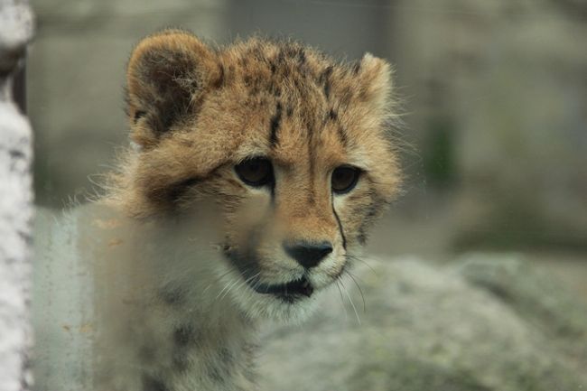 かわいすぎる キングチーターの赤ちゃん誕生 多摩動物公園 日野 昭島 東京 の旅行記 ブログ By Kittyさん フォートラベル