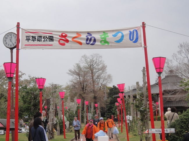 ホテルをでてさくら祭りへ<br />平草原<br />