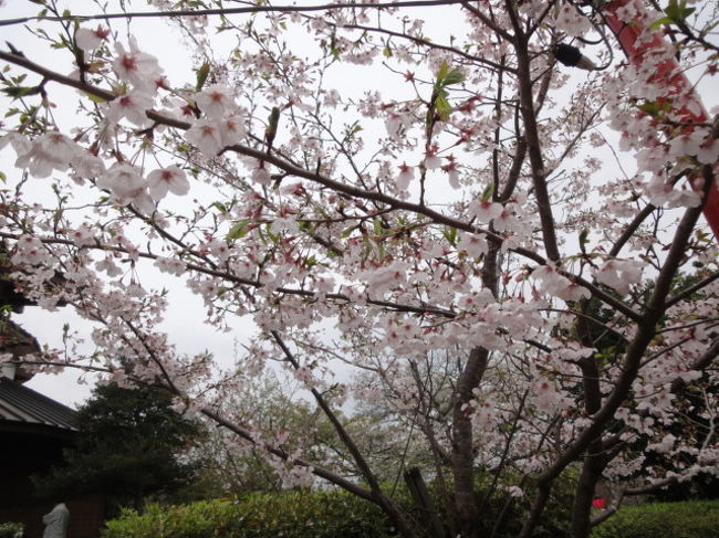 今年は開花が早くてすでに多くは散ってしまった