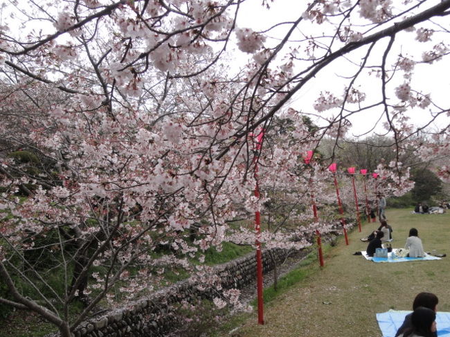 天気が悪いけど<br />花見客でにぎわっている
